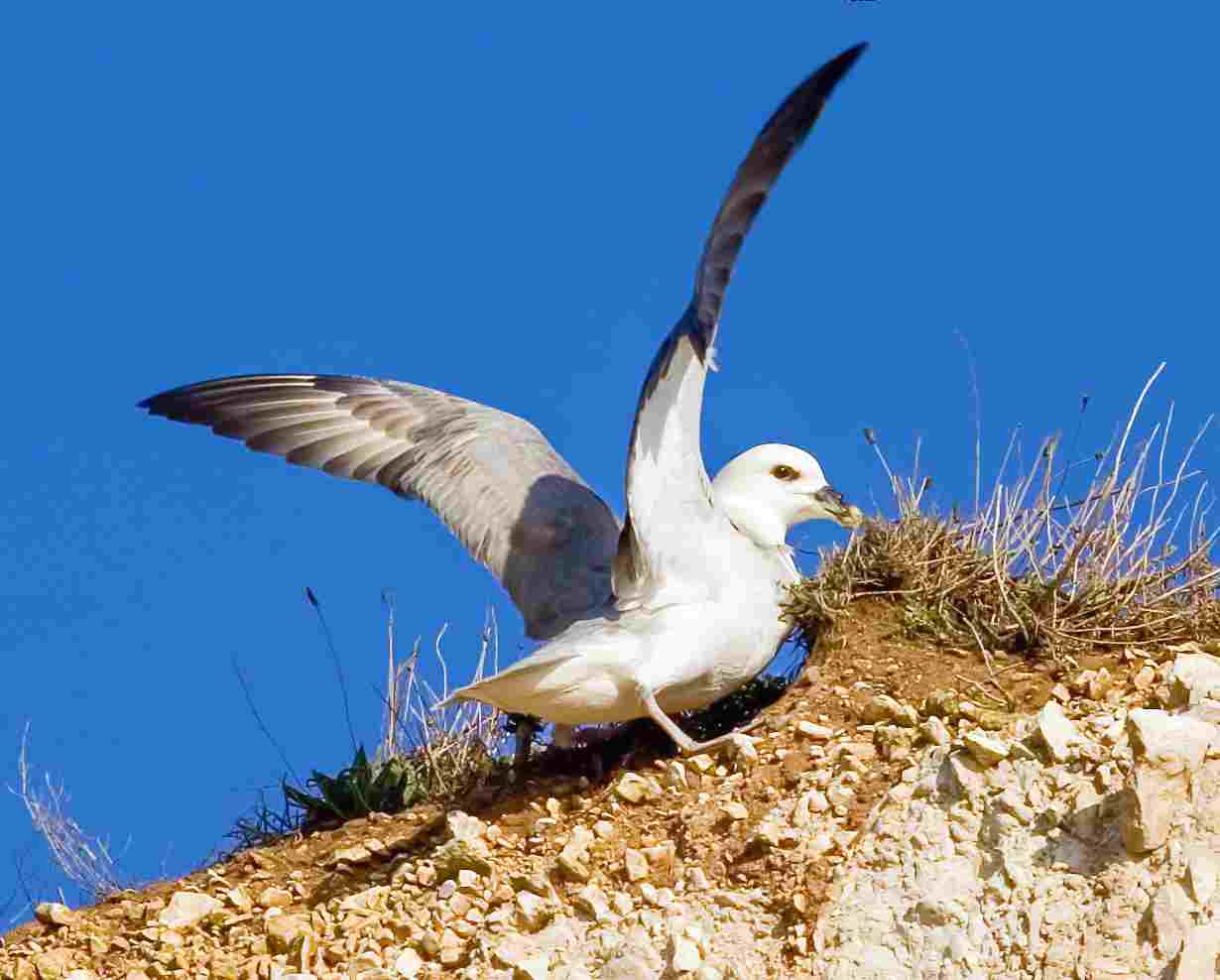 Decomposers in The Tundra: The Northern Fulmar is a Known Tundra Scavenger (Credit: Archaeodontosaurus 2018 .CC BY-SA 2.0.)