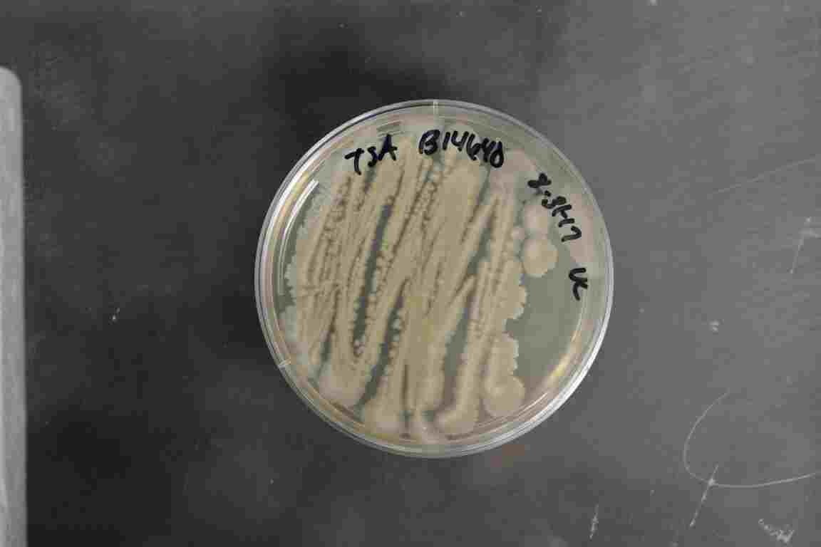 Decomposers in the Desert: Bacteria like Azotobacter spp. are Able to Survive the Harsh Desert Environment (Credit: Agricultural Research Service (NRRL)Culture Collection 2017)