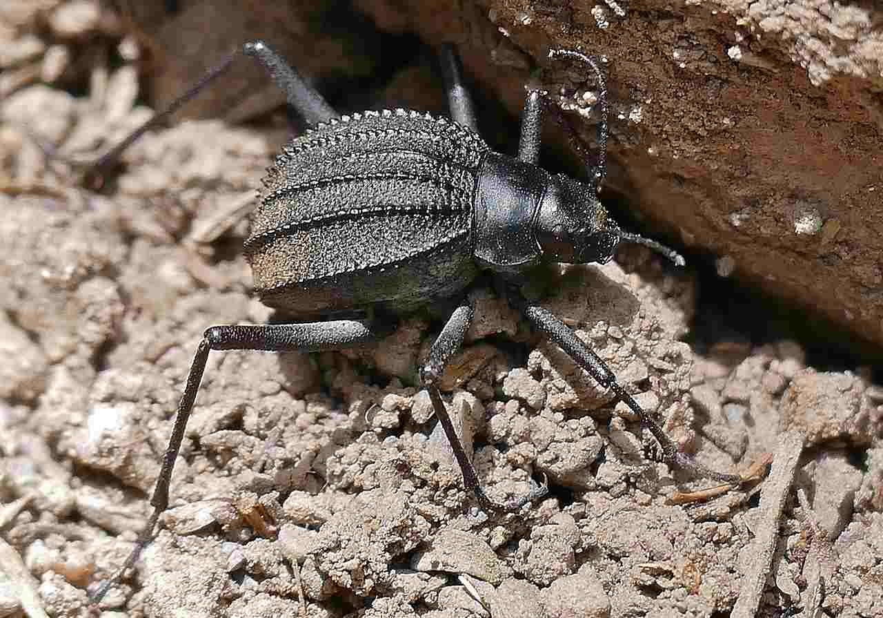 Decomposers in the Desert: Beetles Often Survive in Arid Regions by Detritivorous Feeding (Credit: Bernard DUPONT 2016 .CC BY-SA 2.0.)