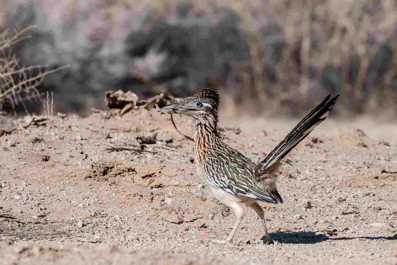 Decomposers in the Desert: The Greater Roadrunner is a Known Desert Scavenger (Credit: Joshua Tree National Park 2022 .PDM 1.0.)