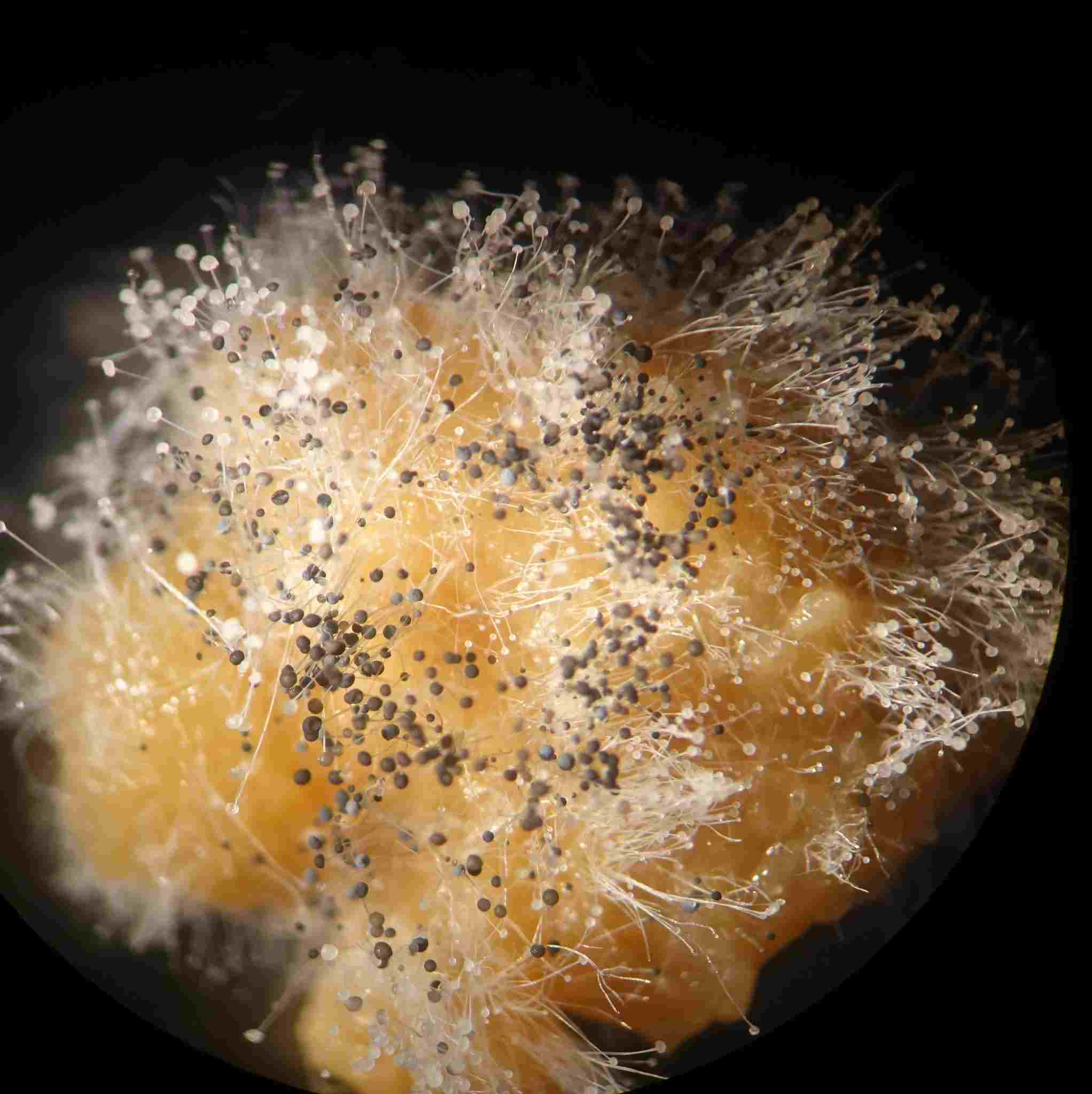 Decomposers in the Ocean: Fungi like Mucor spp. are Active in the Ocean and Its Environs (Credit: Scot Nelson 2017 .CC0 1.0.)