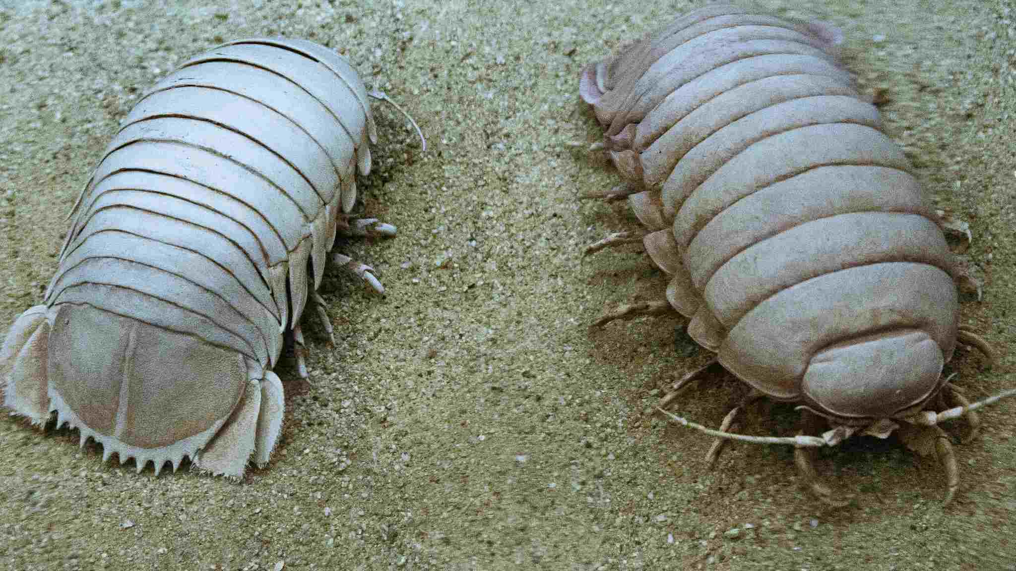 Decomposers in the Ocean: Detritivores like Giant Isopods Can be Described as Secondary Marine Decomposers (Credit: Orin Zebest 2010, Uploaded Online 2011 .CC BY 2.0.)