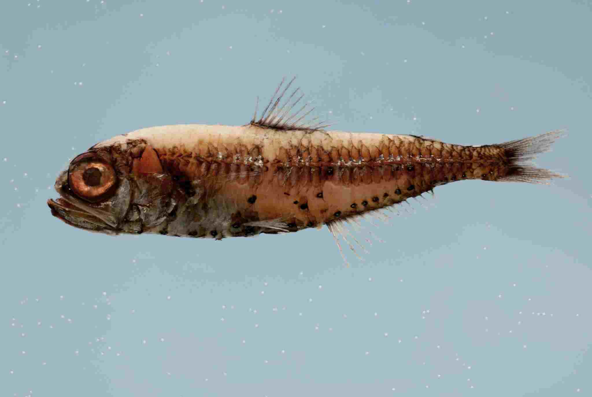 Decomposers in the Ocean: Organisms like the Lanternfish Exhibit Scavenging Mode of Feeding (Credit: NOAA Photo Library 2007, Uploaded Online 2010 .CC BY 2.0.)