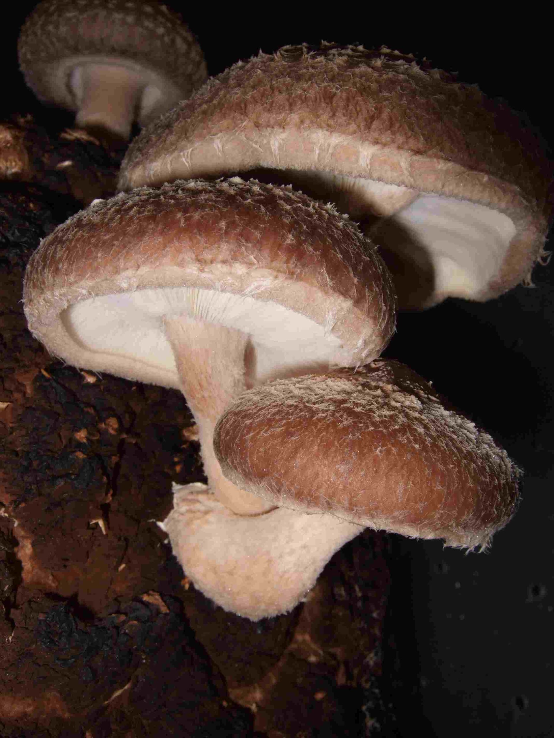 Decomposers in the Rainforest: Fungi like Lentinula edodes (Shiitake Mushroom) Contribute to Natural Recycling of Nutrients and Biomass (Credit: frankenstoen 2008 .CC BY 2.0.)