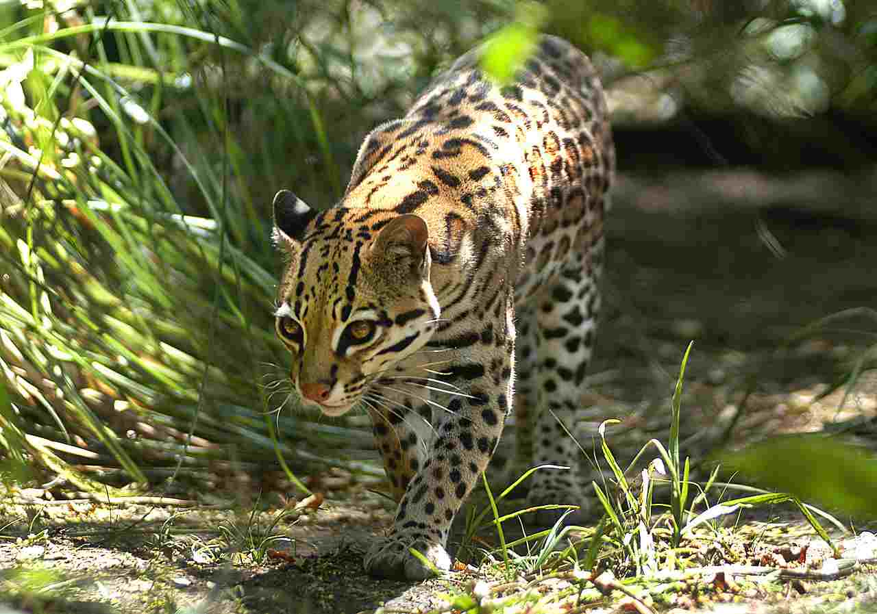 Decomposers in the Rainforest: The Ocelot is One of Multiple Rainforest Scavengers (Credit: Aguará 2003 .CC BY-SA 3.0.)