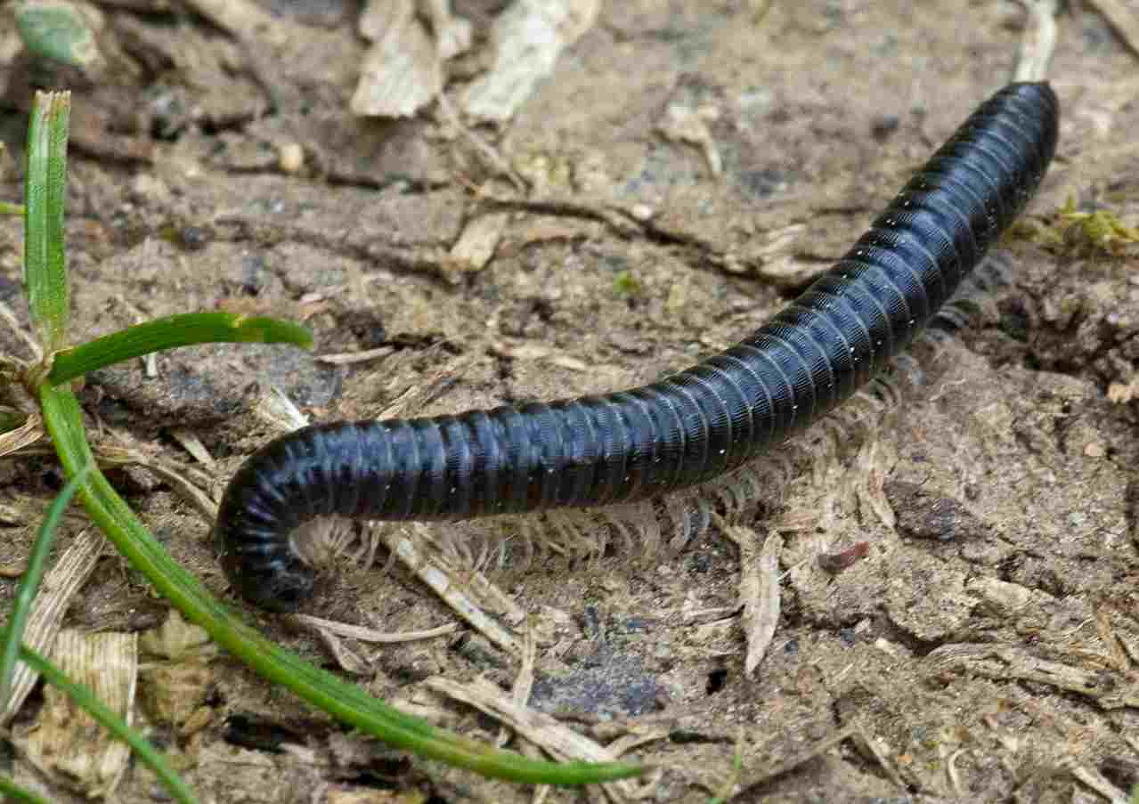Decomposers in the Savanna: Millipedes in Savanna Ecosystems Feed On Detritus (Credit: AJC1 2015 .CC BY-SA 2.0.)