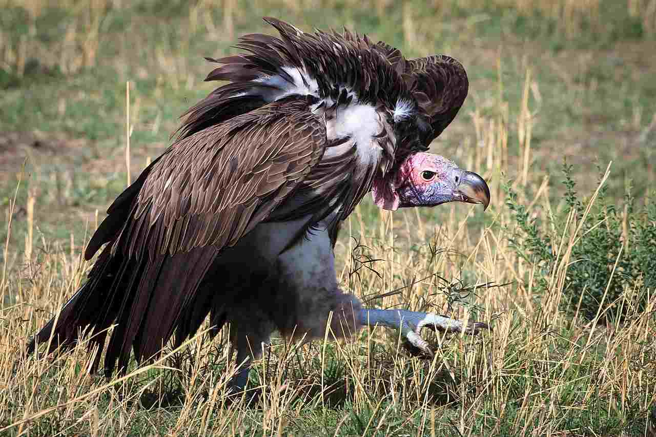 Decomposers in the Savanna: The Lappet-Faced Vulture is One of Several Scavengers in the Savanna (Credit: Hans Kreder 2010 .CC BY 3.0.)