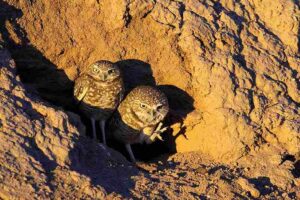 Description of A Desert Ecosystem: Some Desert Animals Avoid Extreme Heat by Staying in Burrows During The Day (Credit: Alan Vernon 2011 .CC BY 2.0.)