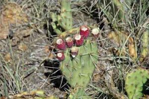 Types of Desert Climate: Cactus as an Example of an Adaptive Hot Desert-Plant (Credit: James St. John 2007 .CC BY 2.0.)
