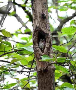 Description of Forest Ecosystem: Tree Cavities Serve as Microbatitats for Various Forest Organisms (Credit: Jenis Patel 2016 .CC BY-SA 4.0.)