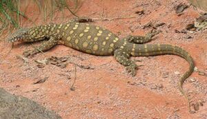 Desert Animals: Monitor Lizard (Credit: Greg Goebel 2012 .CC BY-SA 2.0.)