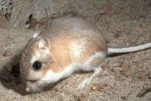 Adaptations of Animals in the Desert' Kangaroo Rat has Adaptive Mechanisms to Minimize Perspiration and Conserve Water (Credit: US Fish & Wildlife 2005)