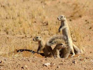 Adaptations of Animals in the Desert: The Use of Burrows can be Seen as a Thermoregulatory Behavior in Desert Animals (Credit: Hans Hillewaert 2007 .CC BY-SA 3.0.)