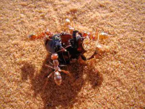 Adaptations of Animals in the Desert: Effective Camouflage makes the Saharan Silver Ant Blend Into Its Desert Sand-Surrounding (Credit: Bjørn Christian Tørrissen 2011 .CC BY-SA 3.0.)