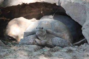 Adaptations of Animals in the Desert: Burrows Protect the Desert Tortoise from Extreme Heat, Dehydration, and Predators (Credit: GuillaumeG 2021 .CC BY-SA 4.0.)