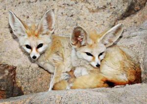 Adaptations of Animals in the Desert: Large Ears in the Fennec Fox are Important for Heat-Dissipation (Credit: Angelia Maharani 2009 .CC BY-SA 4.0.)