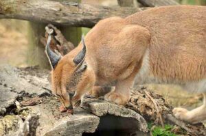 Desert Food Chain: Caracal Preys on Small Mammals and Birds in the Desert (Credit: Kevin Ho 2010 .CC BY-SA 2.0.)