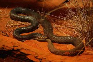 Desert Food Chain: Mulga Snake is Superior in Size and Venomous Potency, to Several Other Desert Snakes (Credit: Diego Delso 2010 .CC BY-SA 3.0.)