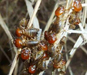 Desert Food Chain: Detrivorous Insects Like Termites Facilitate Decomposition in the Desert (Credit: JMK 2014 .CC BY-SA 3.0.)