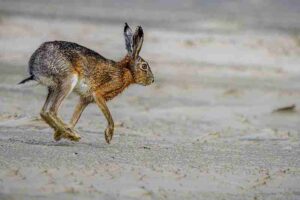 Desert Food Web: The Black-Tailed Jack Rabbit Possesses Strong Hind Limbs as an Adaptive Feature (Credit: Stephan Sprinz 2023 .CC BY 4.0.)