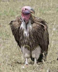 Desert Food Web: Features of Lappet-Faced Vultures include Strong Beaks for Tearing Carcasses (Credit: Lip Kee Yap 2008 .CC BY-SA 2.0.)