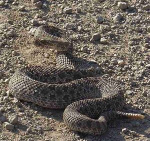 Desert Food Web: Rattlesnakes Use Venomous Fangs to Subdue and Immobilize their Prey (Credit: Wendy McCrady 2017 .CC BY 4.0.)