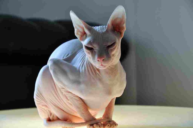 Donskoy Cat Vs Sphynx Personality, Size, Weight, Overall Comparison