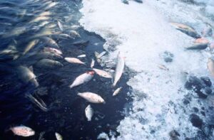 Effects of Water Pollution: Loss of Aquatic Life as Illustrated by Scores of Dead Fish in Polluted Water (Credit: United States Fish and Wildlife Service 2008)