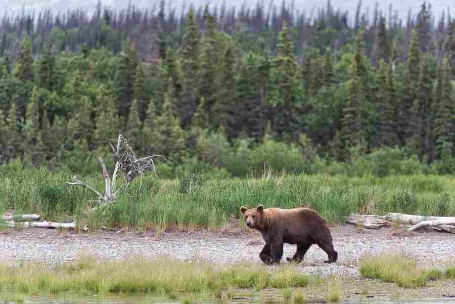 Elephant Vs Bear: Adult Bears are Mostly Solitary in Their Behavior (Credit: Katmai National Park and Preserve 2018)