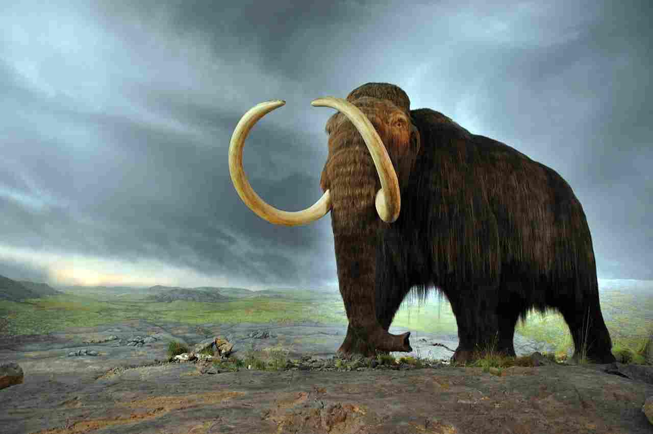 Elephant Vs Mammoth: In Terms of Size and Weight, Mammoths Far Exceeded Modern-day Elephants (Credit: Flying Puffin 2011 .CC BY-SA 2.0.)
