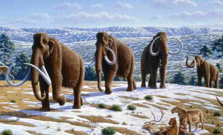 Elephant Vs Mammoth Size, Weight, Ecological Comparison