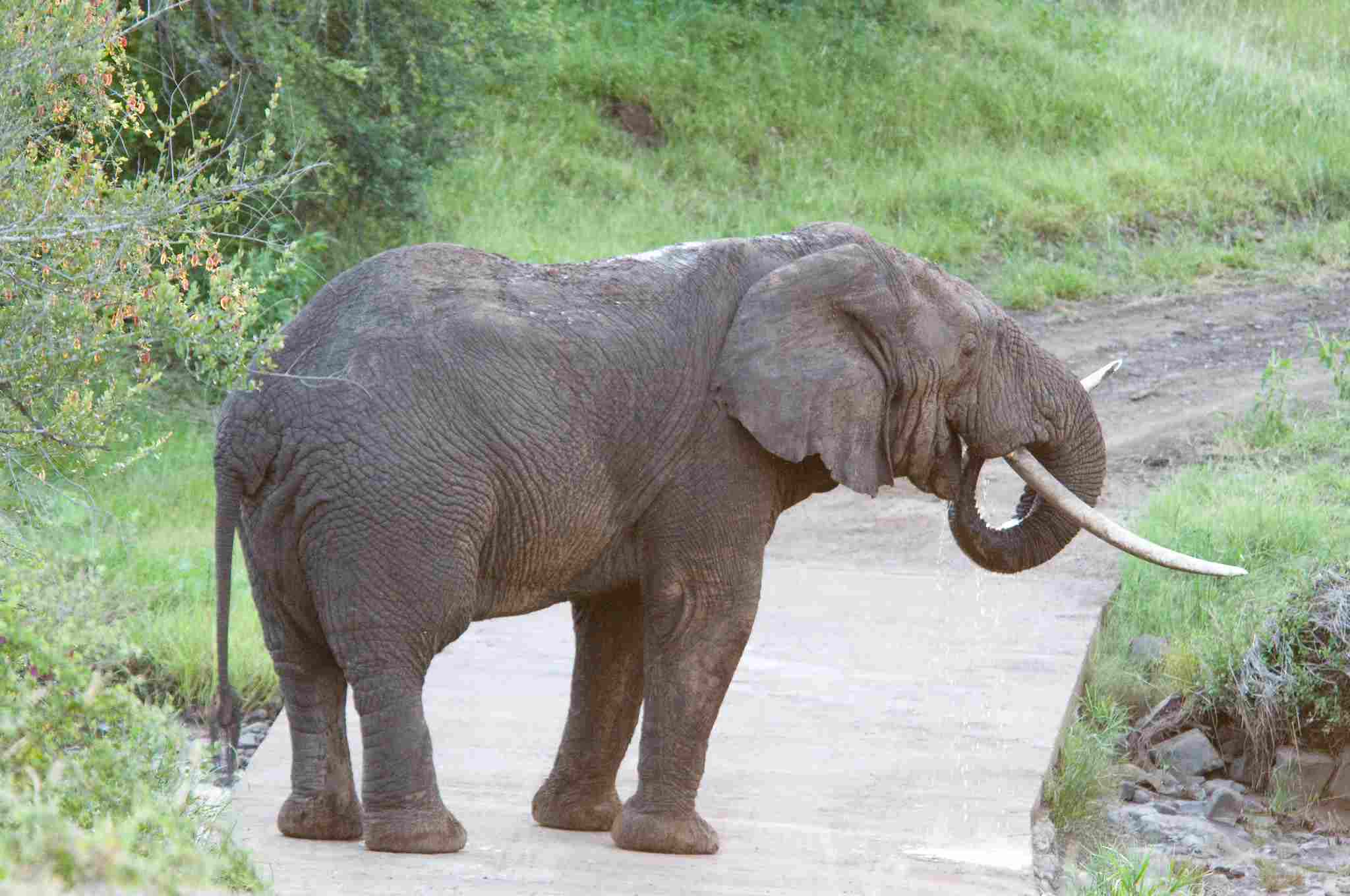 Elephant Vs Mammoth: Aggressive Behavior is Not an Inherent Trait of Elephants (Credit: Chris Eason 2008 .CC BY 2.0.)