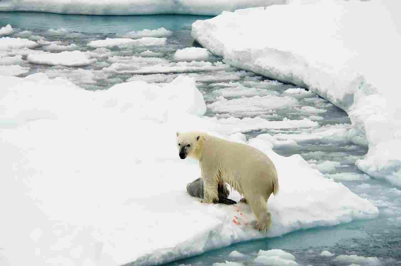 Elephant Vs Polar Bear: Degradation of Natural Habitats is a Challenge for Polar Bears in the Wild (Credit: Lysogeny 2017 .CC BY-SA 4.0.)
