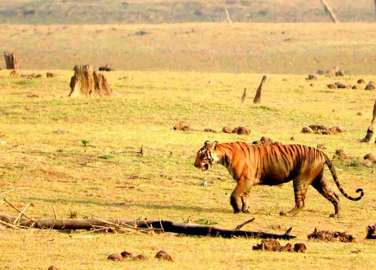 Elephant Vs Tiger: Deforestation and Climate Change are Among Challenges Facing Wild Tiger Populations (Credit: Kabeerali bilal 2016 .CC BY-SA 4.0.)