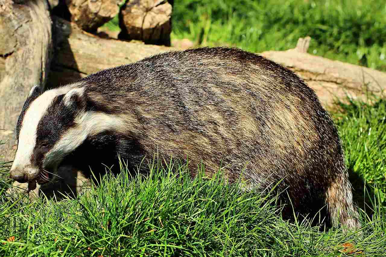 Badger Vs Groundhog