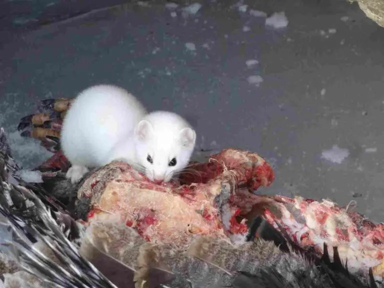 Ermine Vs Weasel Size, Weight, Overall Comparison