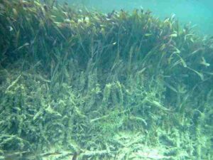 Estuary Biotic Factors: Underwater Plants like Seagrasses are Part of the Estuarine Autotrophic Population (Credit: James St. John 2013 .CC BY 2.0.)