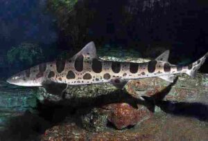 Estuary Biotic Factors: Shark is an Example of An Estuarine Apex Predator (Credit: D Ross Robertson, Unknown Date. Uploaded Online 2016)