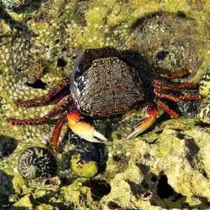 Estuary Biotic Factors: Crabs May Function as Omnivores in Estuaries (Credit: Bob Peterson 2014 .CC BY 2.0.)