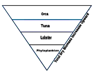 Examples of Pyramid of Biomass: Inverted Aquatic Biomass Pyramid showing Widening-Upward Trend