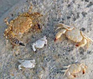 Examples of Marine Ecosystems: Crustaceans (Rock Crabs) as Marine Organisms found on Sandy Beaches (Credit: James St. John 2007 .CC BY 2.0.)