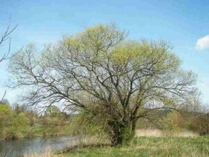 Examples of Phytoremediation: White Willow is a Suitable Tree Species for Phytoremediation (Credit: Willow 2007 .CC BY-SA 2.5.)
