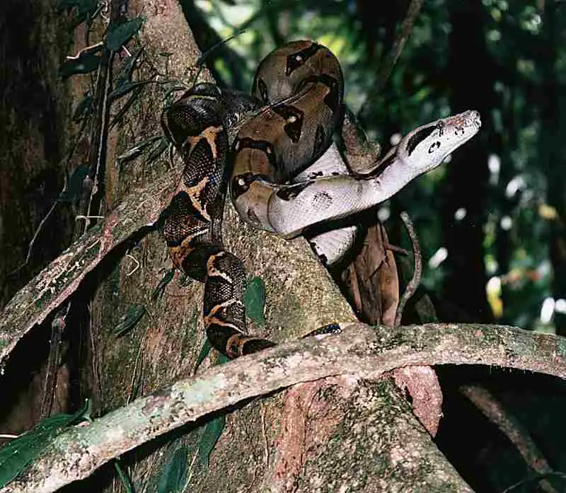 Examples of Tertiary Consumers: Boa Constrictor is One of the Examples of Tertiary Consumers in a Forest (Credit: Dick Culbert 2013 .CC BY 2.0.)