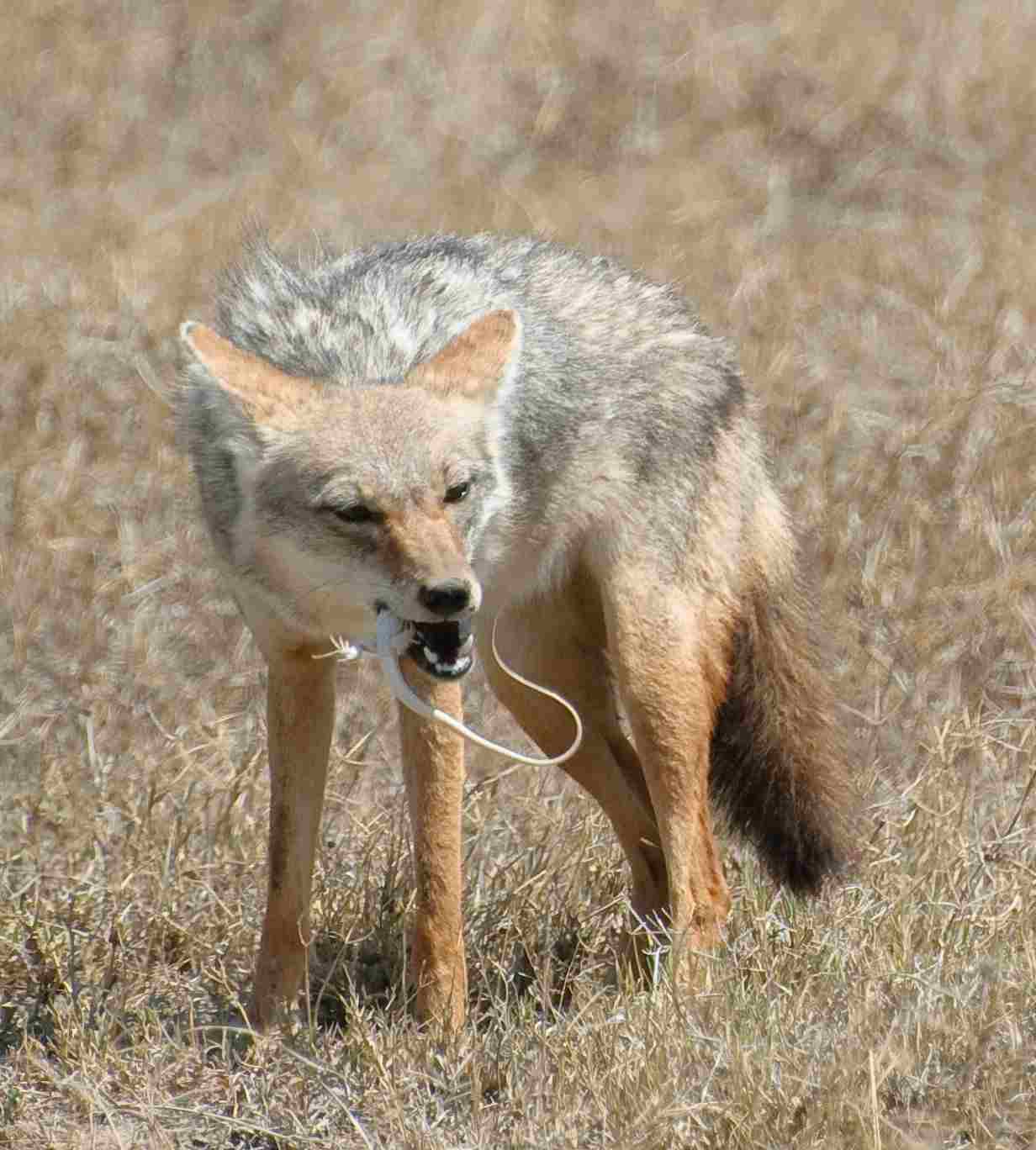 Examples of Tertiary Consumers: African Golden Wolf Preys on Secondary Consumers in the Desert Like Lizards (Credit: oliver.dodd 2013 .CC BY 2.0.)