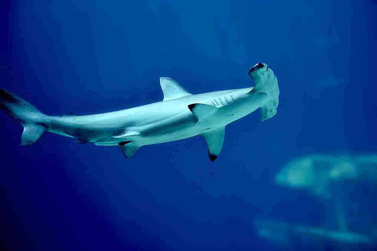 Examples of Tertiary Consumers: Hammerhead Shark can be Classified as a Tertiary Consumer in the Ocean (Credit: ErikvanB 2019 .CC BY-SA 4.0.)