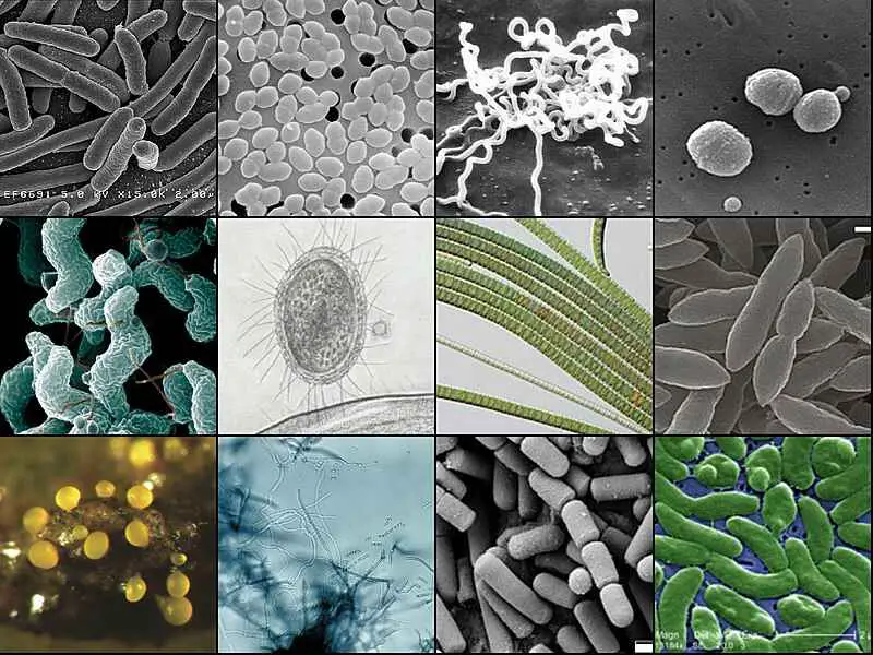 Examples of Biotic Factors in an Ecosystem