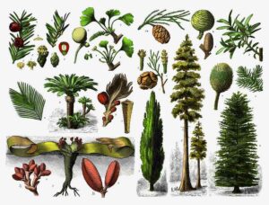 Examples of Biotic Factors in an Ecosystem: Vascular Plants (Credit: Unknown, Leipzig ; Berlin ; Wien : F.A. Brockhaus 1892)
