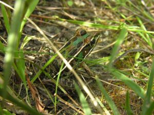Examples of Food Chain Interactions: Camouflaging as an Adaptive Feature of Grassland Frogs for their Survival in the Food Chain (Credit: Stephen Friedt 2008 .CC BY-SA 3.0.)
