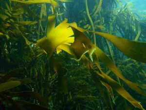 Facts About Kelp Forests: Rapid and Dense Growth make Macroalgae Highly Competitive in Kelp Forest Ecosystems (Credit: Peter Southwood 2010 .CC BY-SA 3.0.)