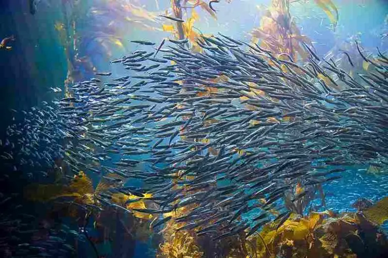 Facts About Kelp Forests and Their Attributes